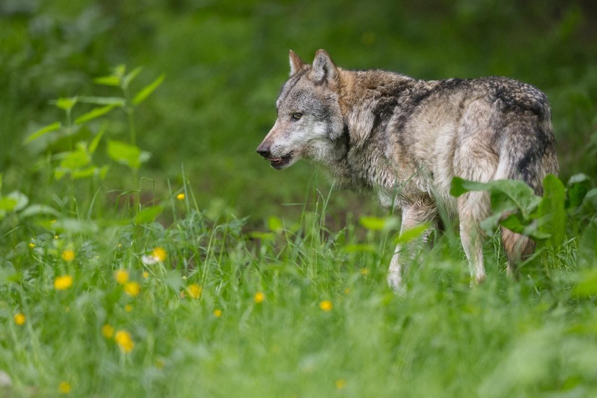 «L&rsquo;État ouvre la chasse au loup» : l&rsquo;ensemble des éleveurs vont obtenir le droit d&rsquo;abattre l&rsquo;animal pour défendre leur troupeau