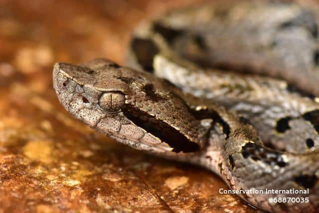 20 nouvelles espèces découvertes en Bolivie