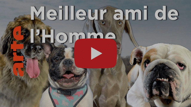 ► Le docu : Comment le chien a conquis le monde
