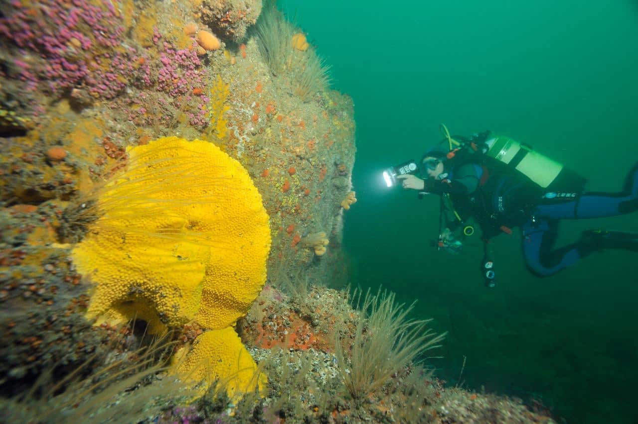 La France lance un nouveau programme pour recenser la diversité biologique marine et mieux la protéger