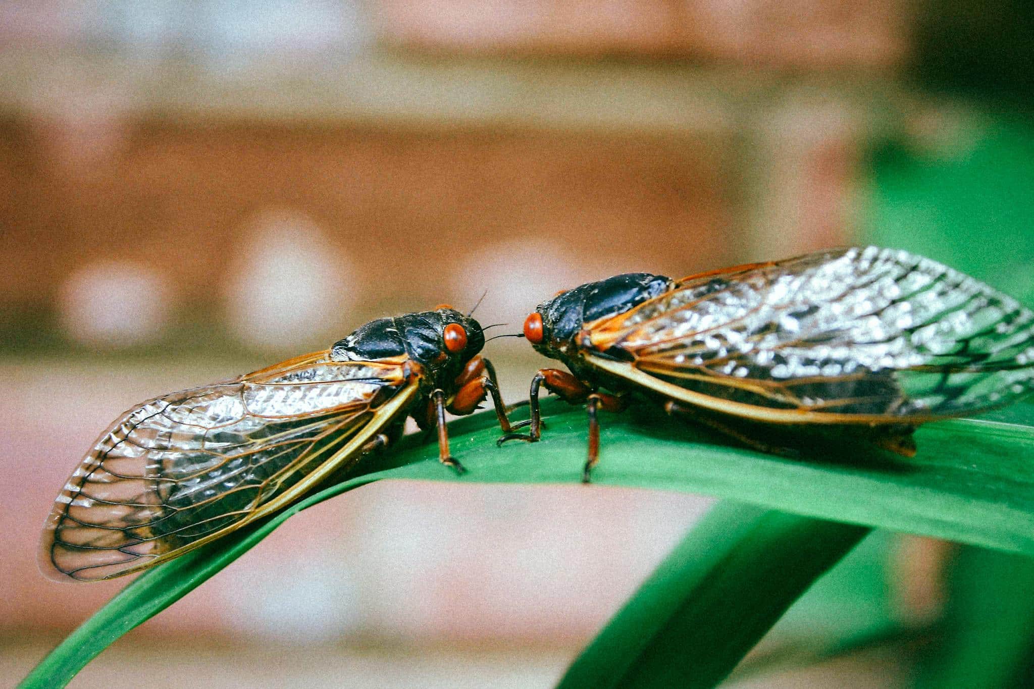 Aux Etats-Unis, les nuées bibliques de cigales « magiques »