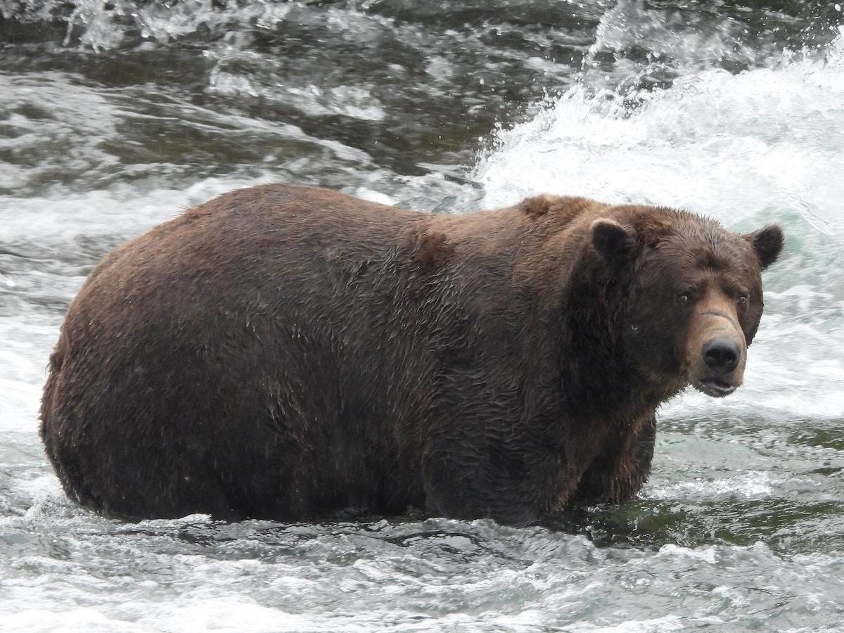 Il s&rsquo;est gavé de poissons pour passer l&rsquo;hiver : voici «32 Chunk», le vainqueur du concours du plus gros ours d&rsquo;Alaska