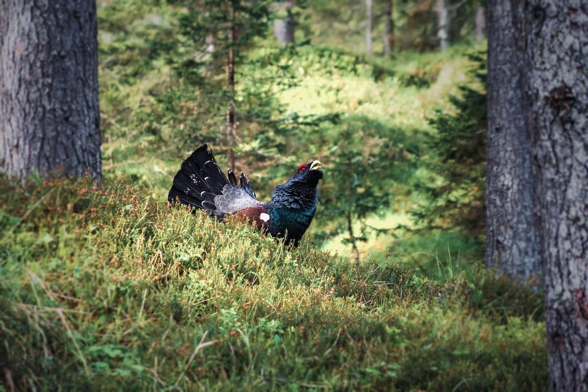 «Il n’y en aura bientôt plus, pourquoi s’acharner ?» : dans les Vosges, le sauvetage du grand tétras divise les naturalistes