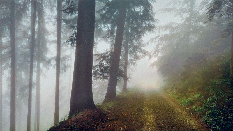 Où va la forêt française ?