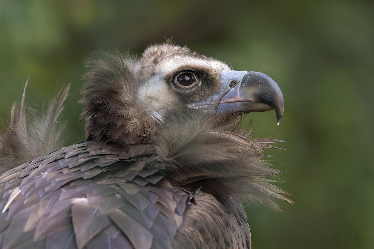 «La protection fonctionne» : face au déclin de la biodiversité, le WWF souligne l&rsquo;efficacité de la sauvegarde des espèces
