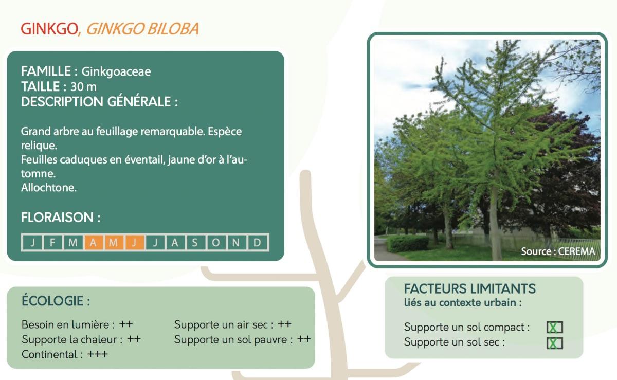En ville, mettre les bons arbres aux bons endroits