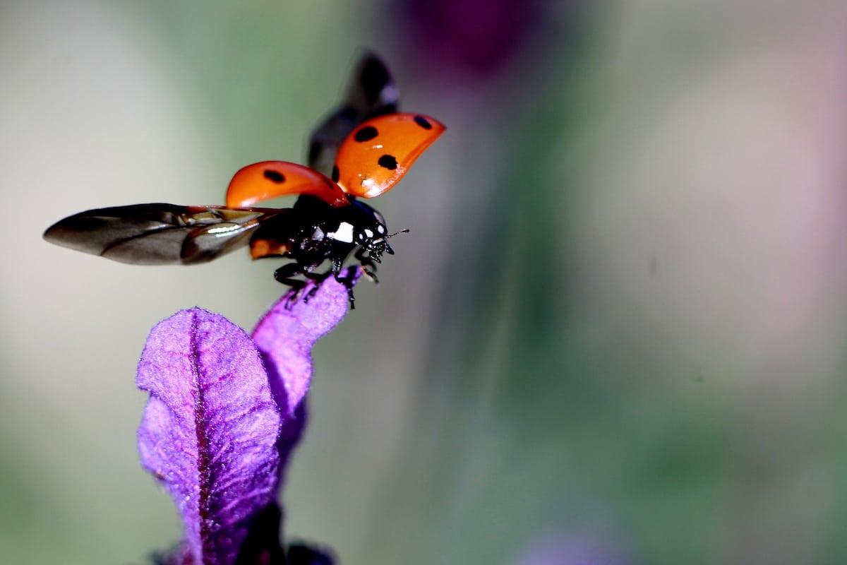 Les populations d’insectes s’effondrent partout dans le monde : cinq études scientifiques marquantes sur le sujet
