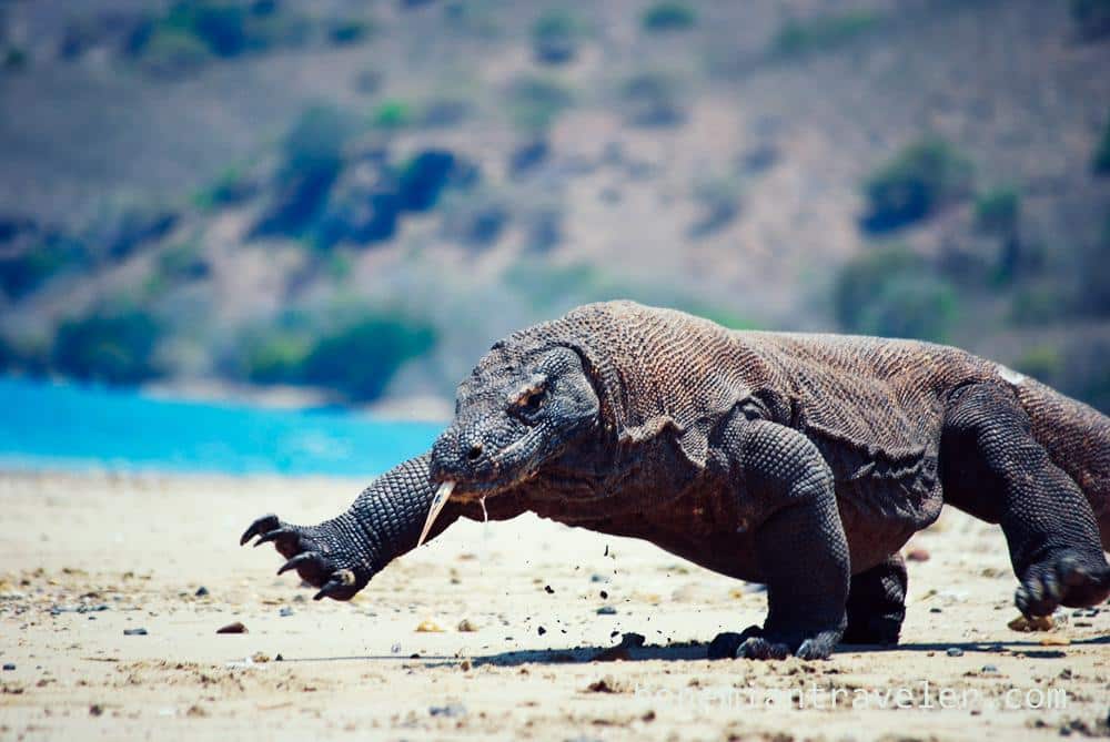 Le dragon de Komodo sur le grill climatique