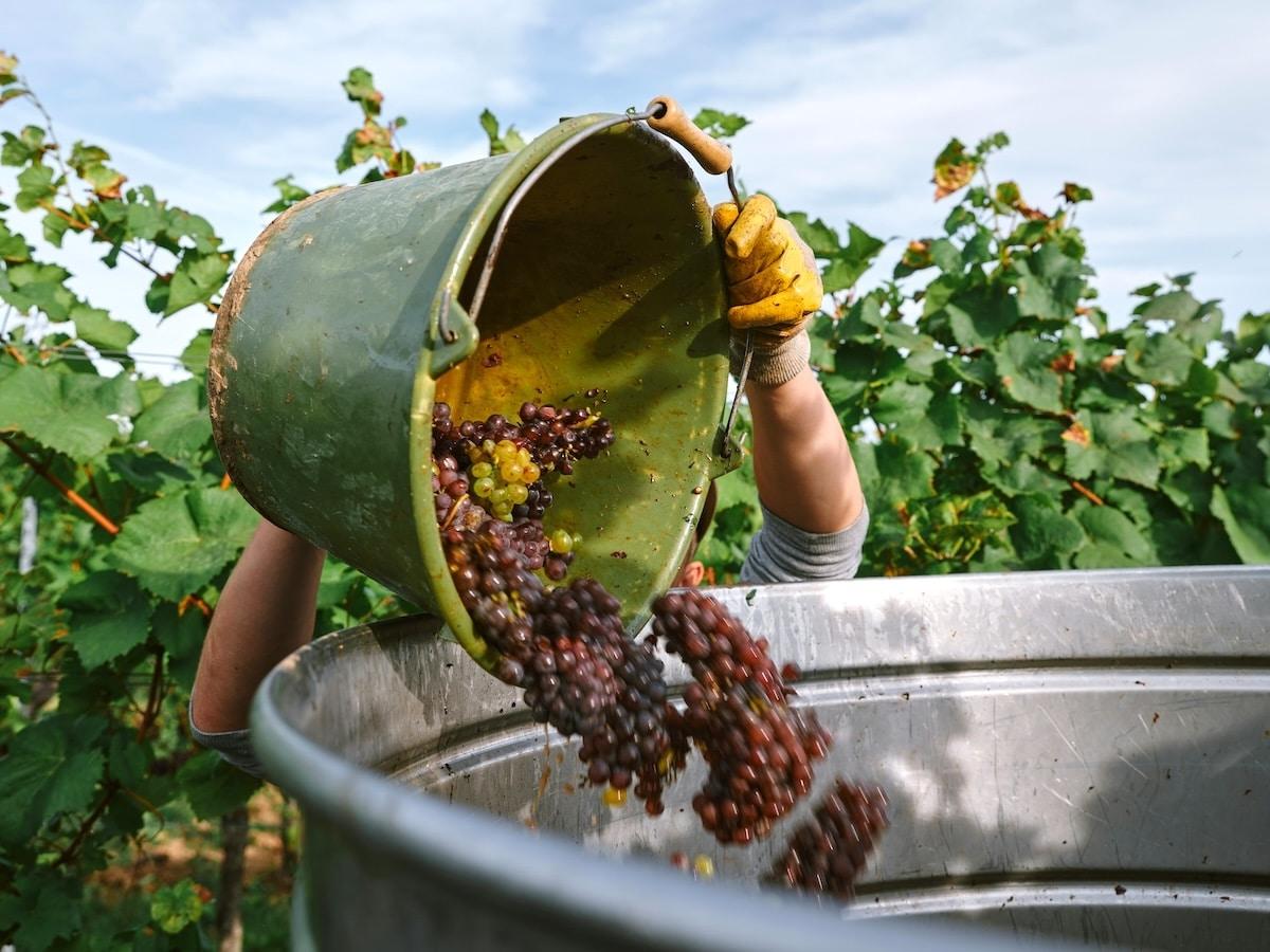 Pourquoi la date des vendanges est un bon indicateur du réchauffement climatique