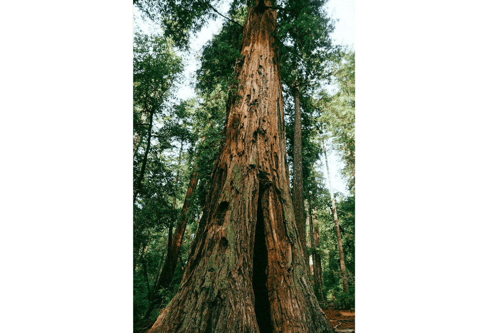 Les patriarches de Californie partent en fumée