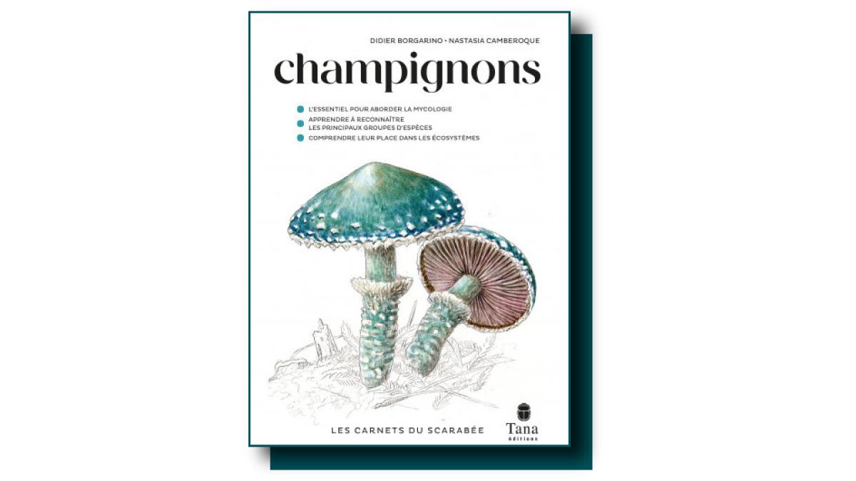 (Re)découvrir les cailloux et les champignons avec les Carnets du scarabée