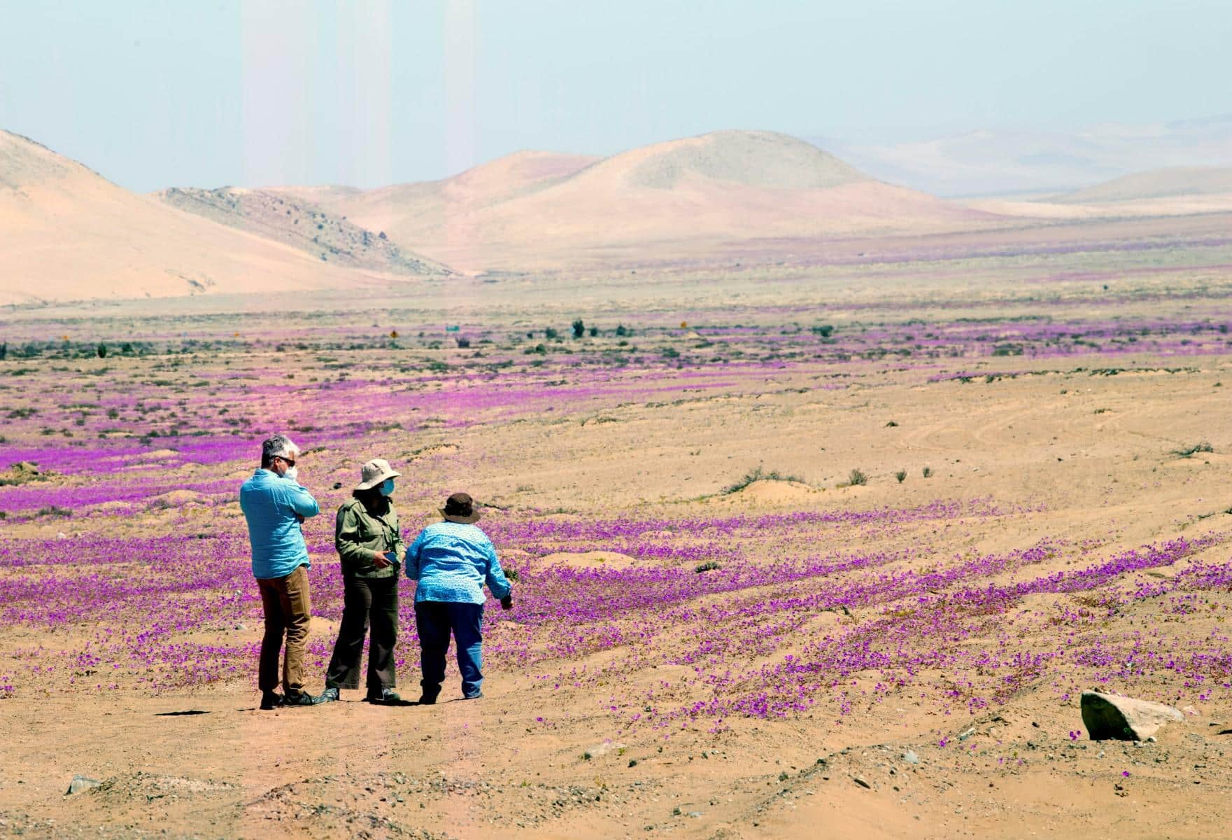 En image : le désert d&rsquo;Atacama en fleurs, un phénomène bientôt artificiel ?