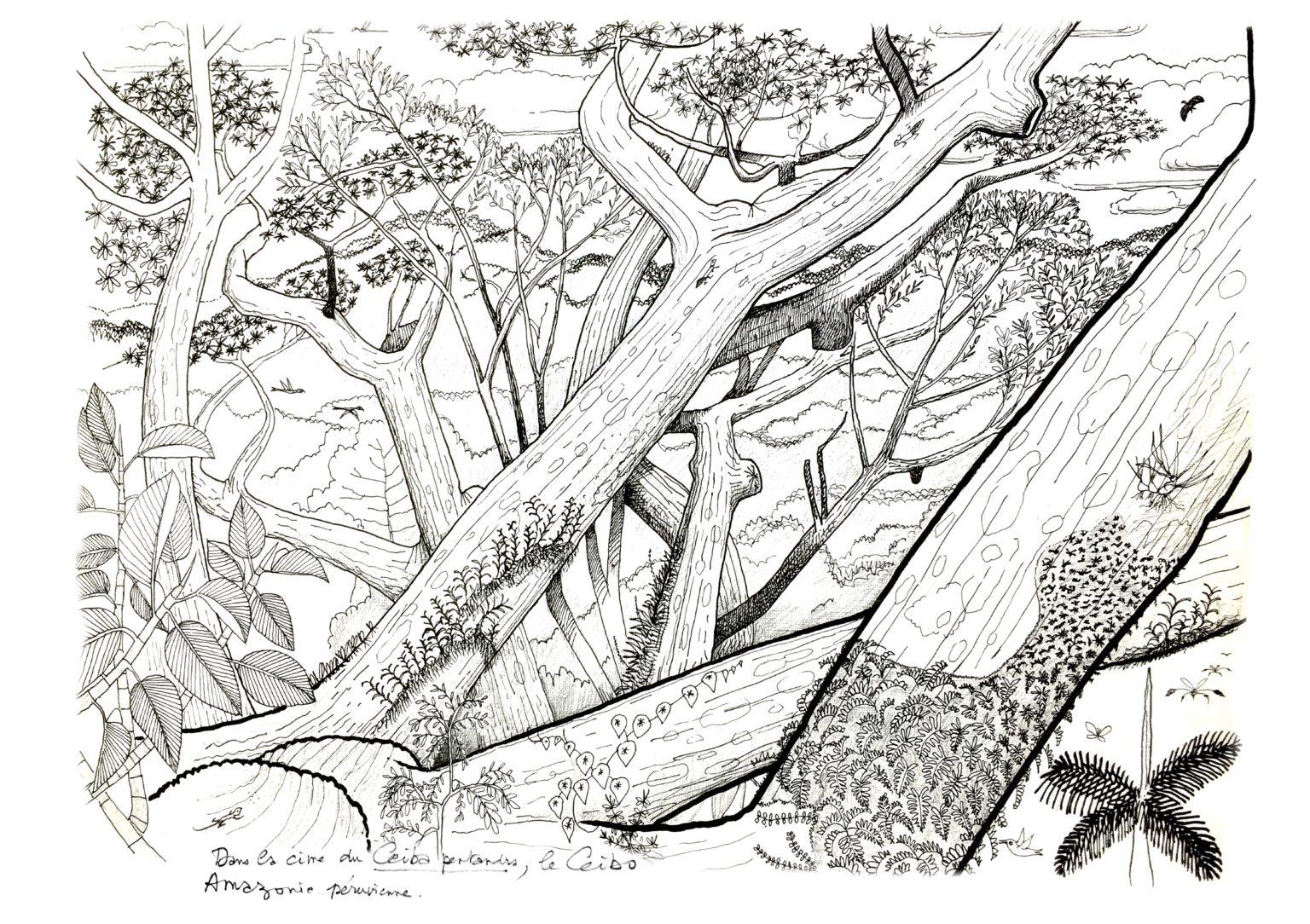 Recréer une forêt primaire en Europe : le rêve de Francis Hallé