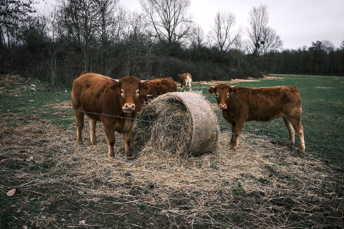 L’élevage est-il incompatible avec la transition écologique ?