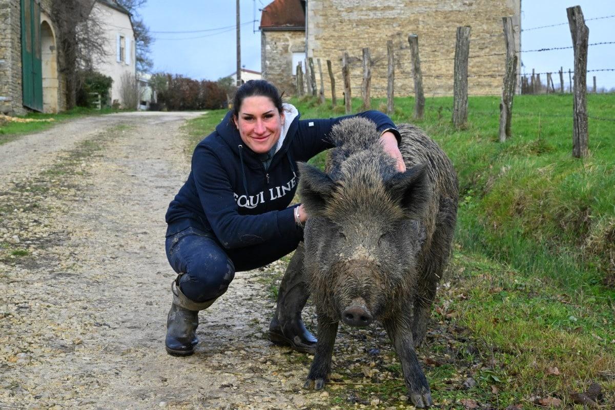 La justice accorde un sursis à Rillette, sanglier domestiqué menacé d&rsquo;euthanasie
