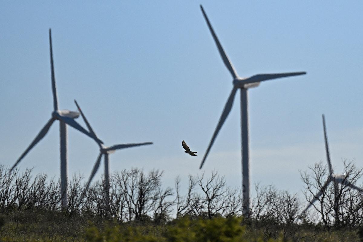 Dans l’Hérault, un parc éolien accusé de tuer des oiseaux : la justice ordonne l’arrêt de l’activité, plusieurs filiales d’EDF condamnées