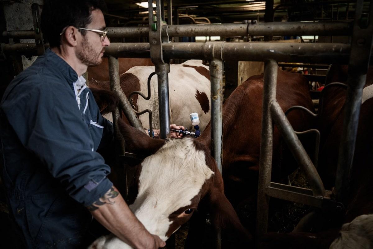 «Nous ne sommes pas des punching-balls» : le cri d&rsquo;alerte des vétérinaires chargés d’abattre les bovins atteints de dermatose nodulaire