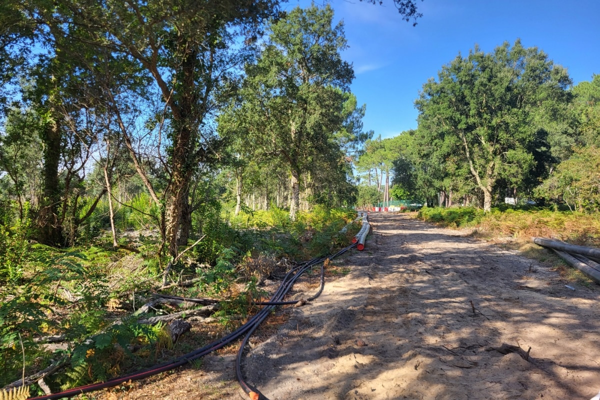 Dans les Landes, l’ombre d’un parasite ravageur plane sur le chantier de la ligne à très haute tension franco-espagnole