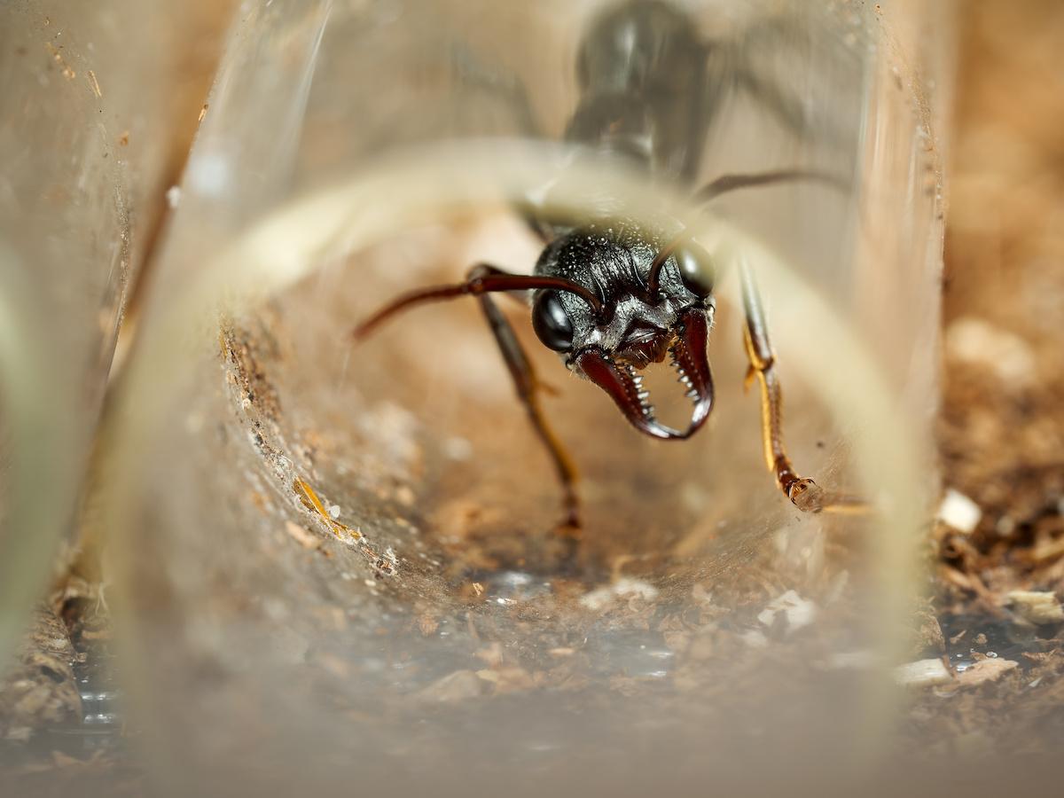 «Le commerce de la fourmi est devenu similaire à celui du cacao et du café» : derrière les fourmis de compagnie, un trafic mondial d’espèces invasives