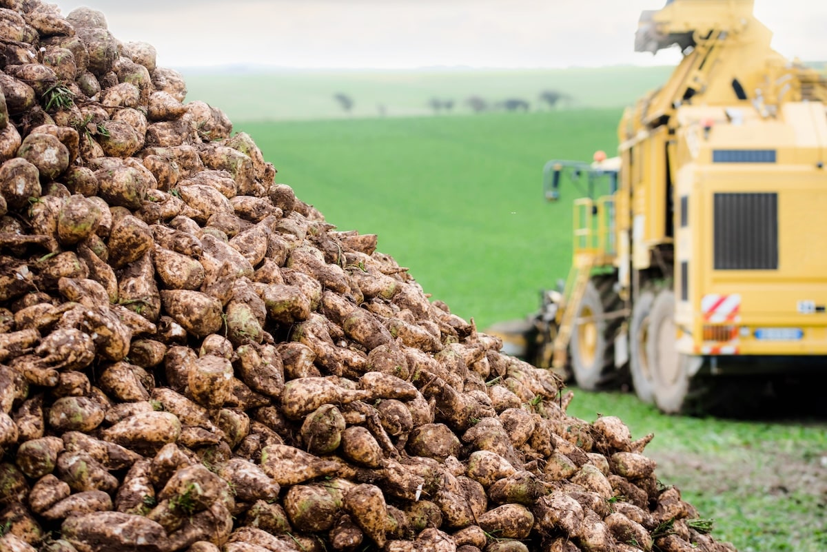 Betteraves, noisettes, cerises : ces filières privées de pesticides néonicotinoïdes sont «fragilisées», mais des alternatives existent