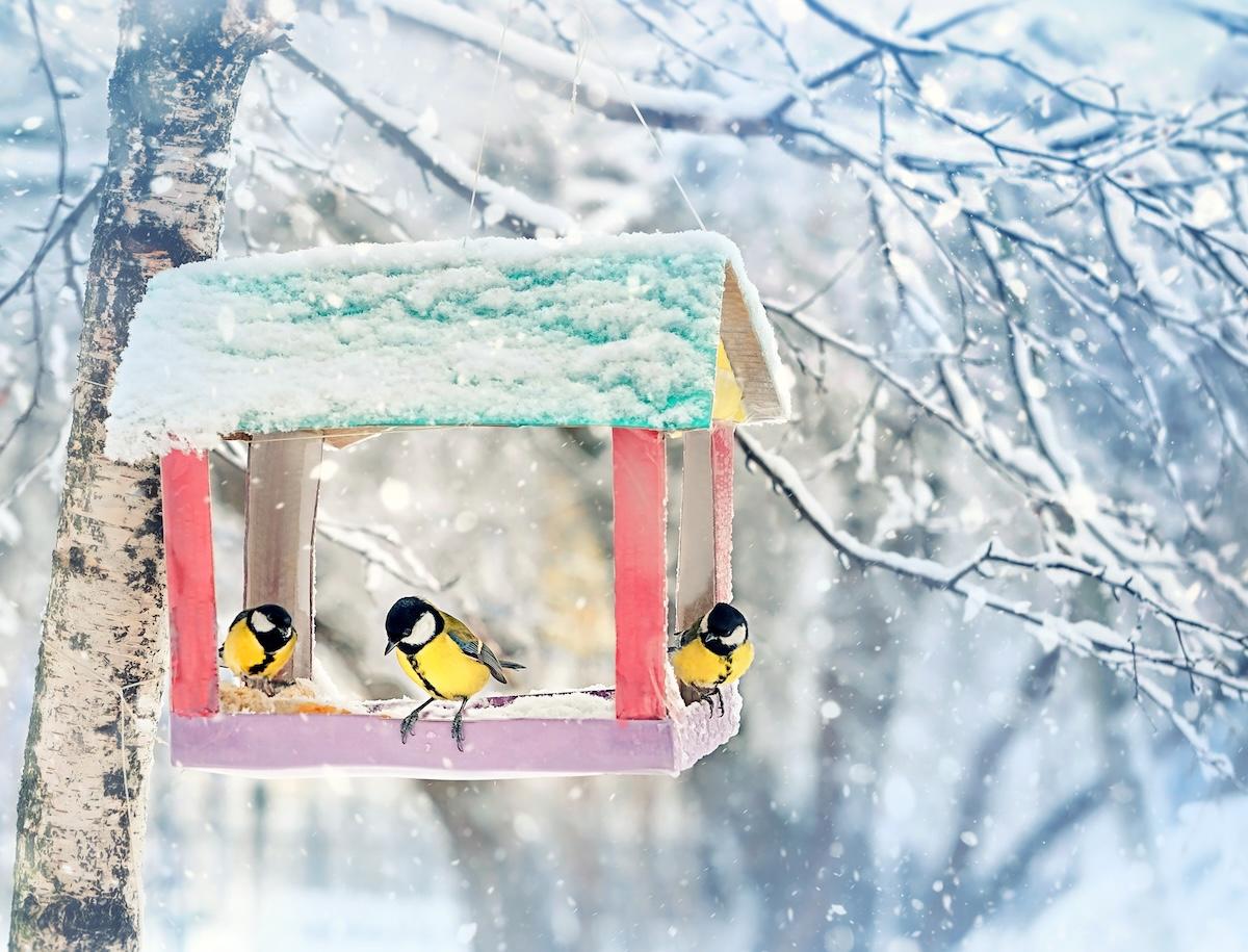 Comment nourrir les oiseaux en hiver ? Notre guide pratique