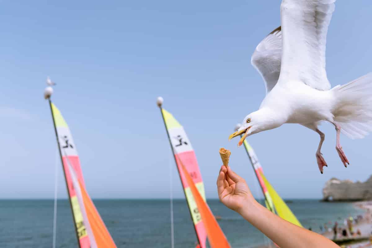 Pourquoi les goélands mangent-ils nos glaces ?