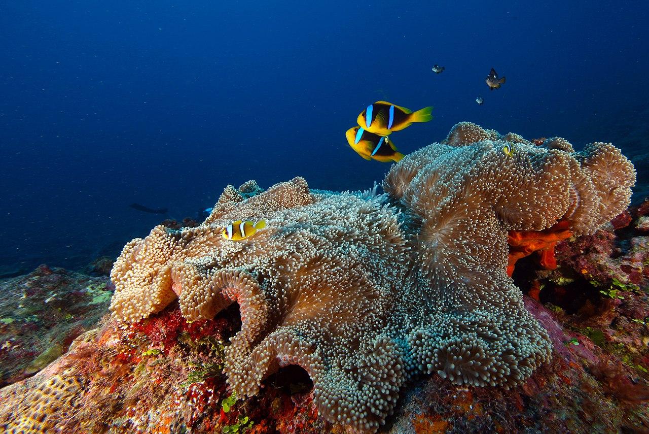 Quelles sont les cinq grandes causes de l&rsquo;effondrement de la biodiversité ?