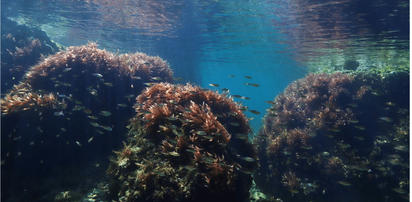 Deux ONG saisissent la justice pour interdire le chalutage de fond dans les aires marines protégées françaises