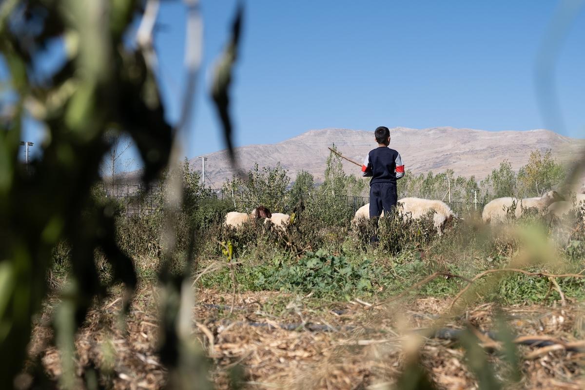 Oliviers détruits, terres souillées pour des années… Au Liban, les bombardements israéliens ravagent vies et environnement