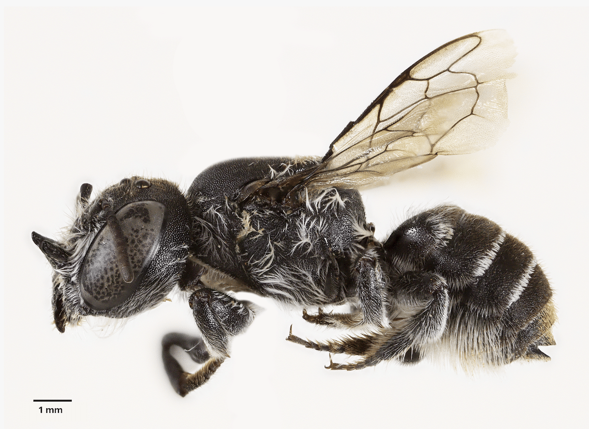 Une nouvelle espèce d’abeille découverte en Australie : bienvenue à «Lucifer» et à ses petites cornes diaboliques