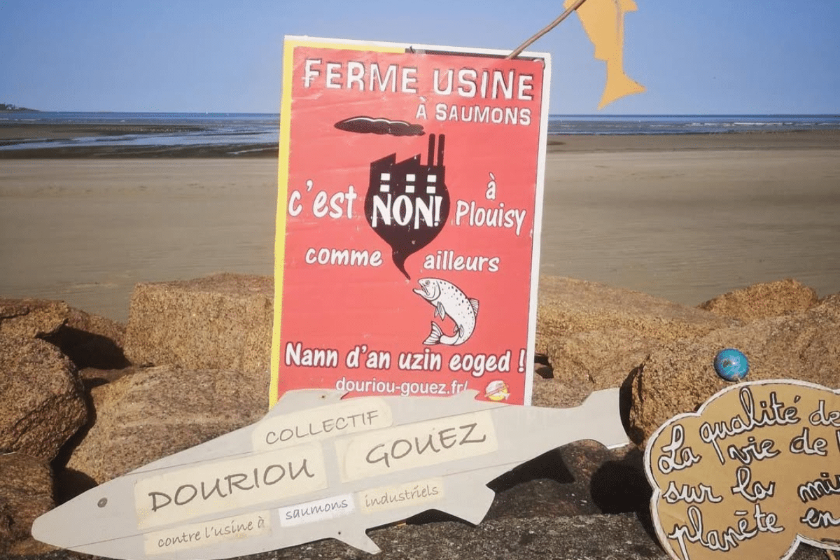 Cinq fois où l’écologie a gagné en 2024 (3/5) : pas de ferme-usine à saumons dans les champs bretons