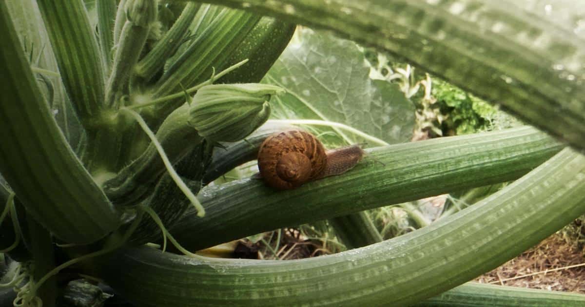 Le petit peuple du potager, les alliés du vivant