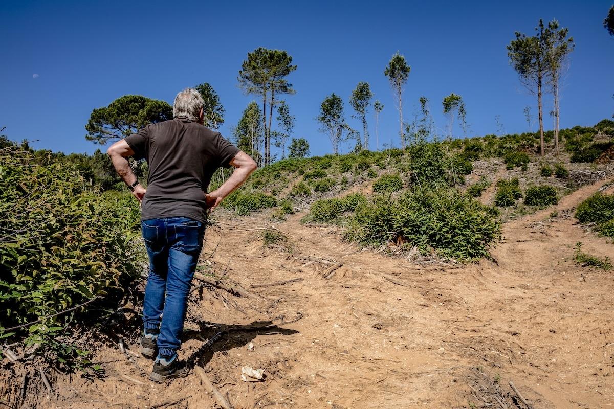Dans le Lot, l’industrie forestière rase les parcelles à blanc : «On est en train de saccager notre terre»