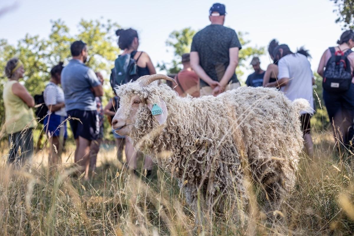 «Tuer le loup ne sert à rien, il reviendra» : dans le Lot, ces bénévoles dorment avec les troupeaux pour les protéger des attaques