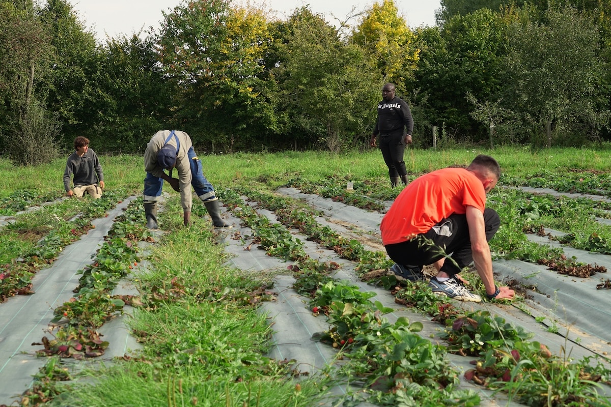 «Ici, les gens nous font confiance» : en Loire-Atlantique, ces détenus purgent la fin de leur peine dans une ferme biologique