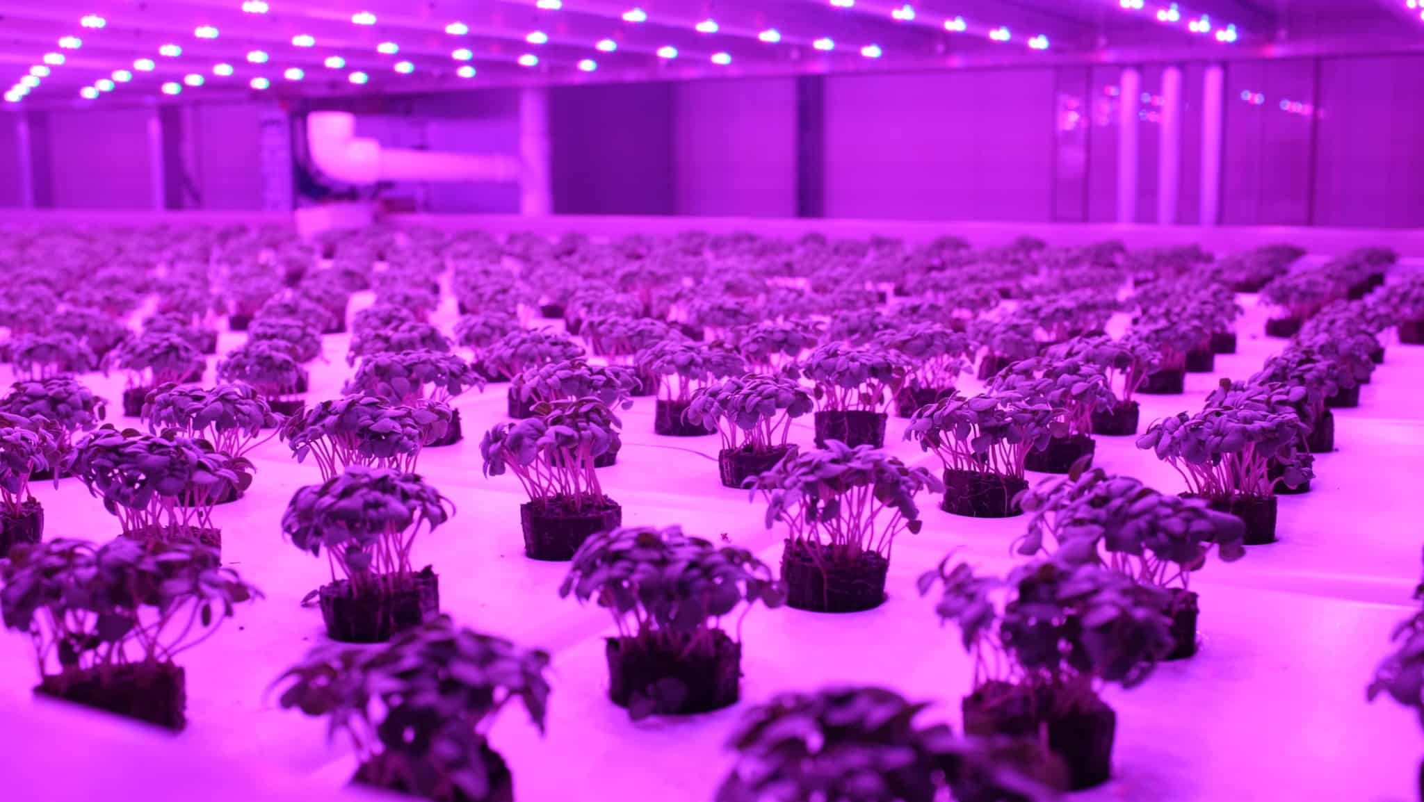 Le mirage des fermes verticales : un espoir techno-solutionniste aux qualités très limitées