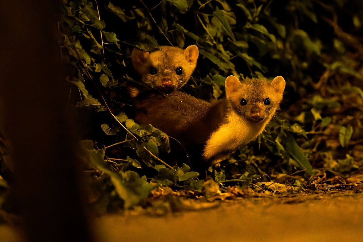 «On peut l&rsquo;observer partout dans Paris» : à la recherche de la fouine, «fantôme» discret de nos villes