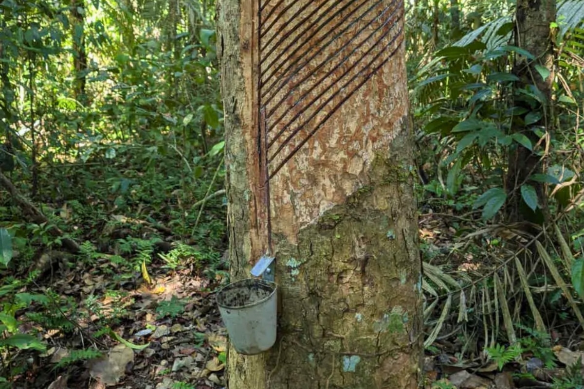 Au Brésil, la filière artisanale du latex en plein essor : «Il est extrait des arbres sur pied, sans causer de déforestation»