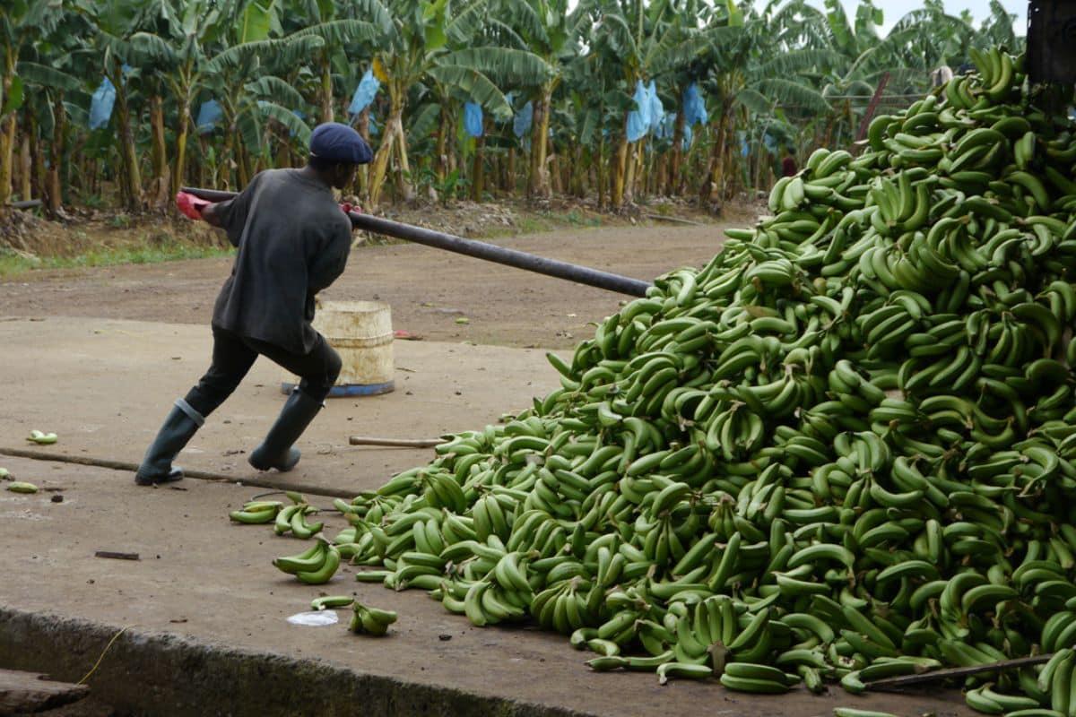 La filiale d’un géant français de la banane épinglée pour des atteintes aux droits humains et à l’environnement au Cameroun