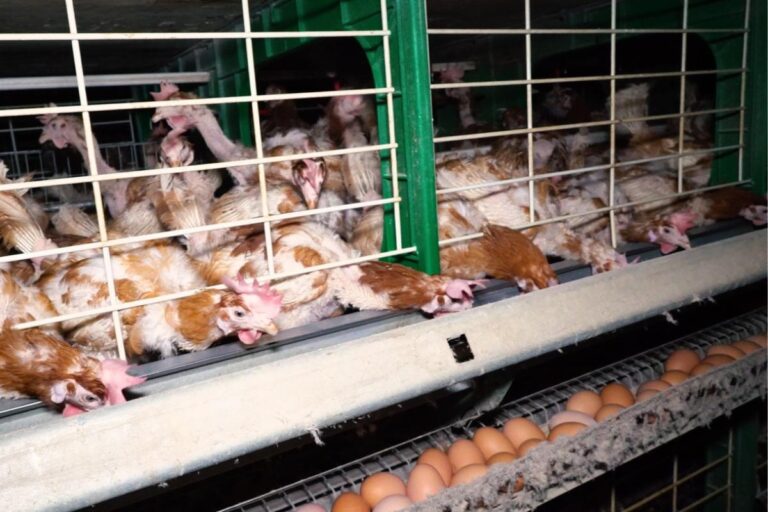 Malgré leurs promesses, les supermarchés français vendent toujours des œufs de poules élevées en cage