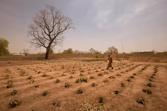 Cultiver sans eau ou presque : la technique du zaï au Sahel
