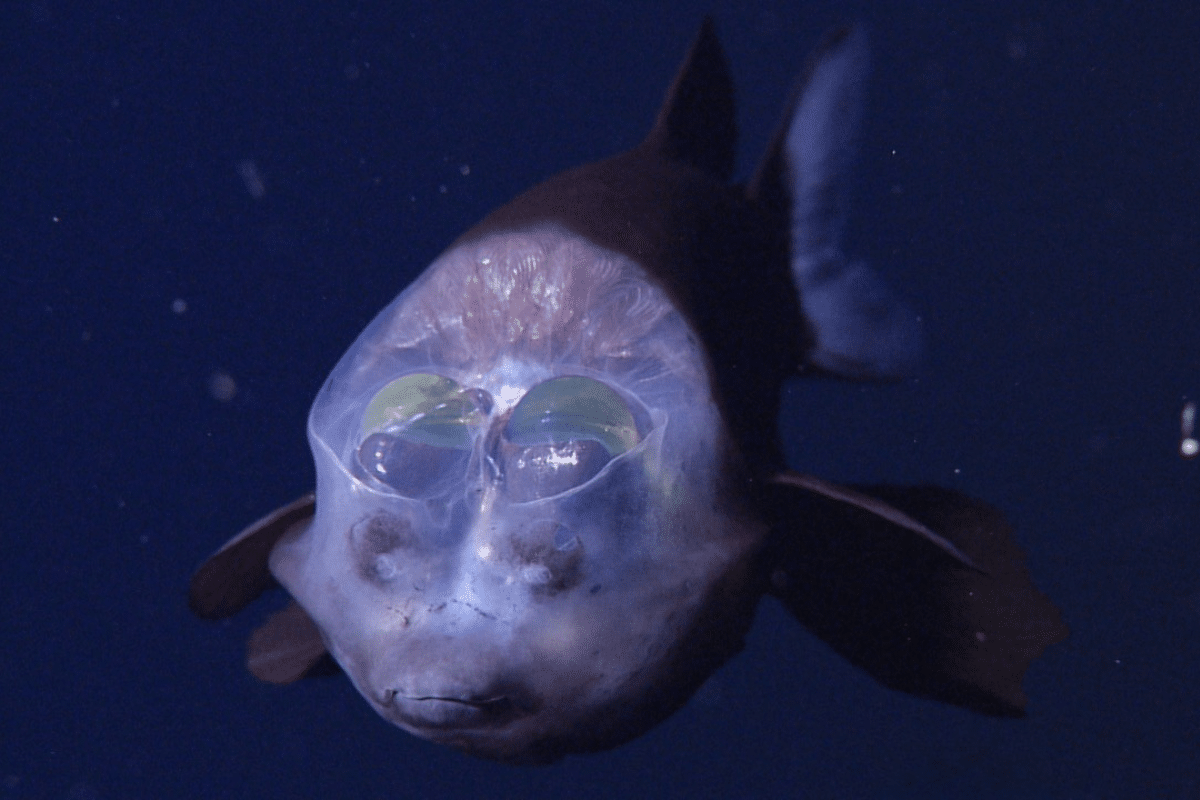 Poissons à tête transparente, «oxygène noir», exploitation minière… plongez dans les mystères des profondeurs de l’océan