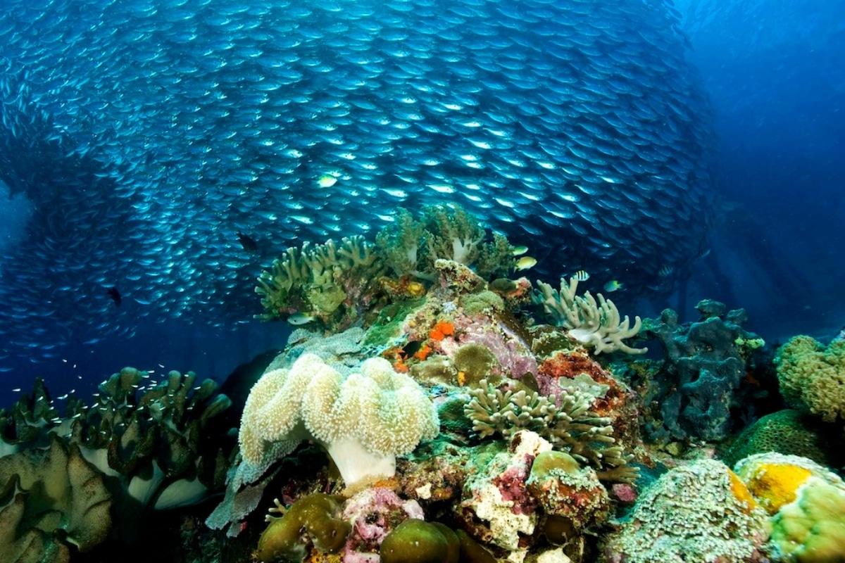 Canicules marines, espèces invasives, pollution plastique… Partout dans le monde, les océans sont entrés dans la «triple crise planétaire»