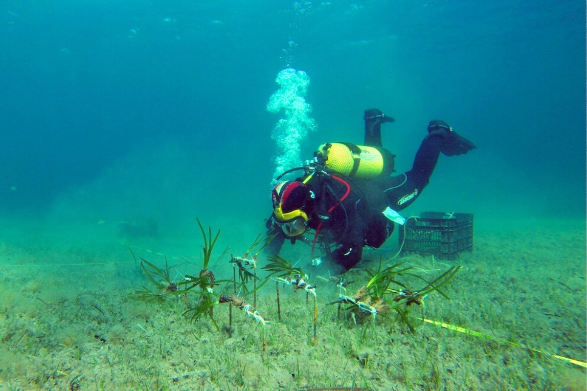 Face aux yachts qui détruisent les herbiers de posidonie, les Baléares, la Corse et la Sardaigne explorent des solutions