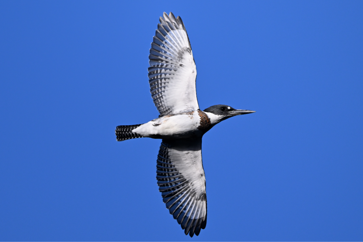 «Je ne le reverrai pas une deuxième fois dans ma vie» : une espèce exceptionnelle de martin-pêcheur découverte en Bretagne