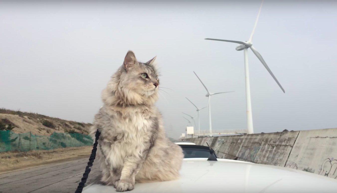 Qui, des éoliennes ou des chats, sont les plus « nocifs » pour la biodiversité ?