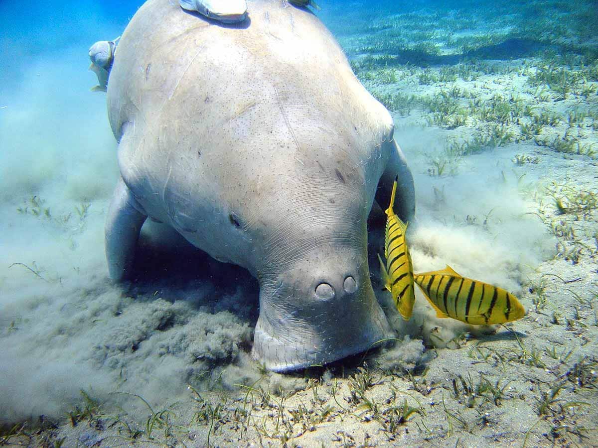 Liste rouge : l’UICN alerte sur la dévastation de la vie marine par les activités humaines