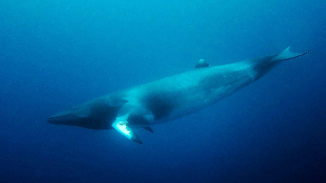 L’Islande suspend la chasse à la baleine au nom du bien-être animal