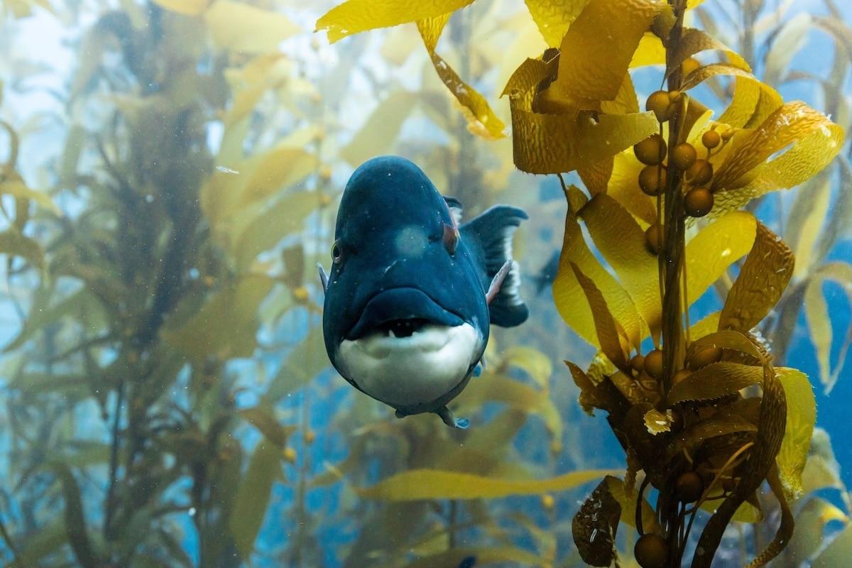 «L’appel de l’Océan», de David Attenborough : un documentaire stupéfiant dans l’insoutenable légèreté des profondeurs marines