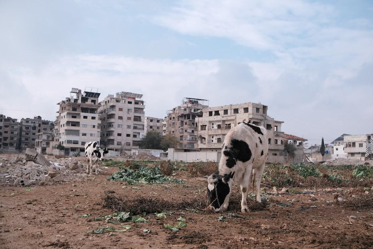 «La guerre a rendu la terre stérile» : après la chute de Bachar Al-Assad, la Syrie se relève au milieu des ruines et des champs dévastés
